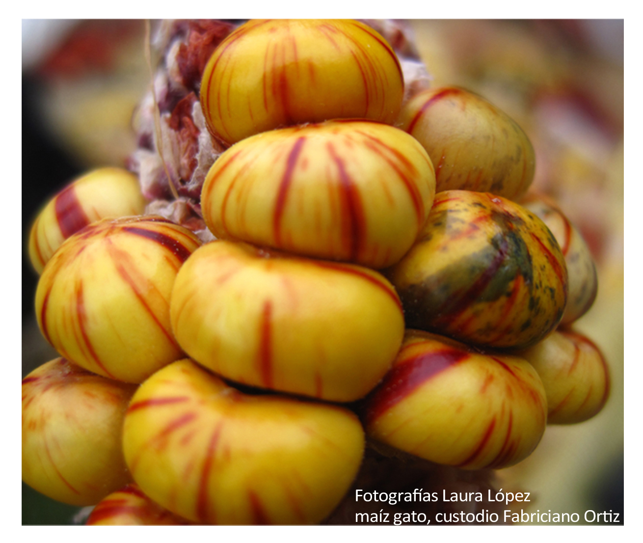 Maíz gato
